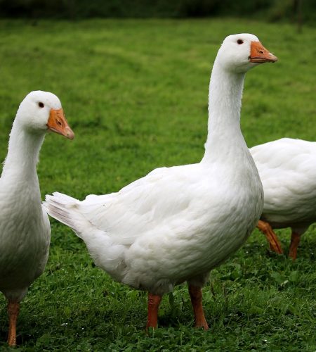 geese, white, poultry