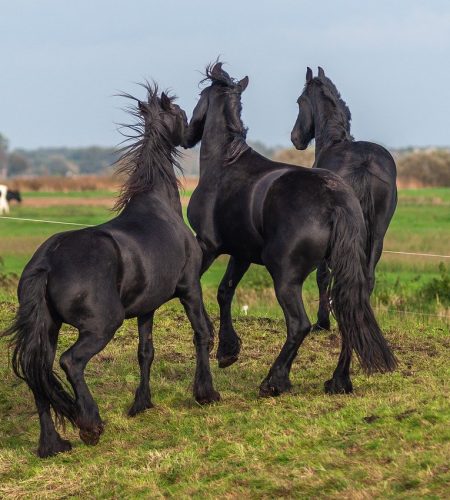 horses, green, nature