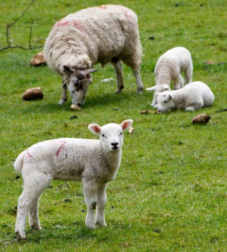 lamb, sheep, wool
